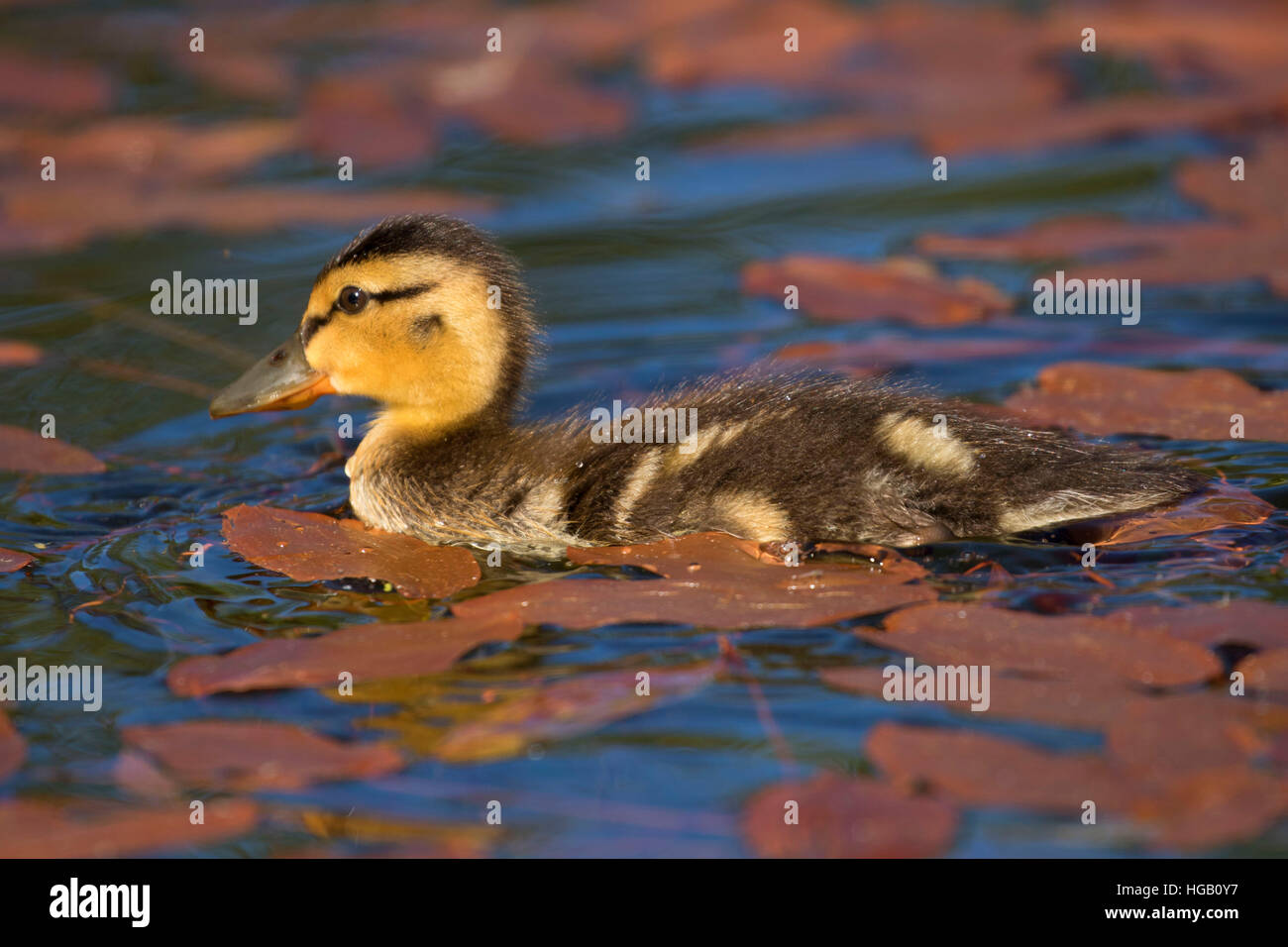 Mallard pulcino al Lago Hosmer, Cascade Lakes National Scenic Byway, Deschutes National Forest, Oregon Foto Stock