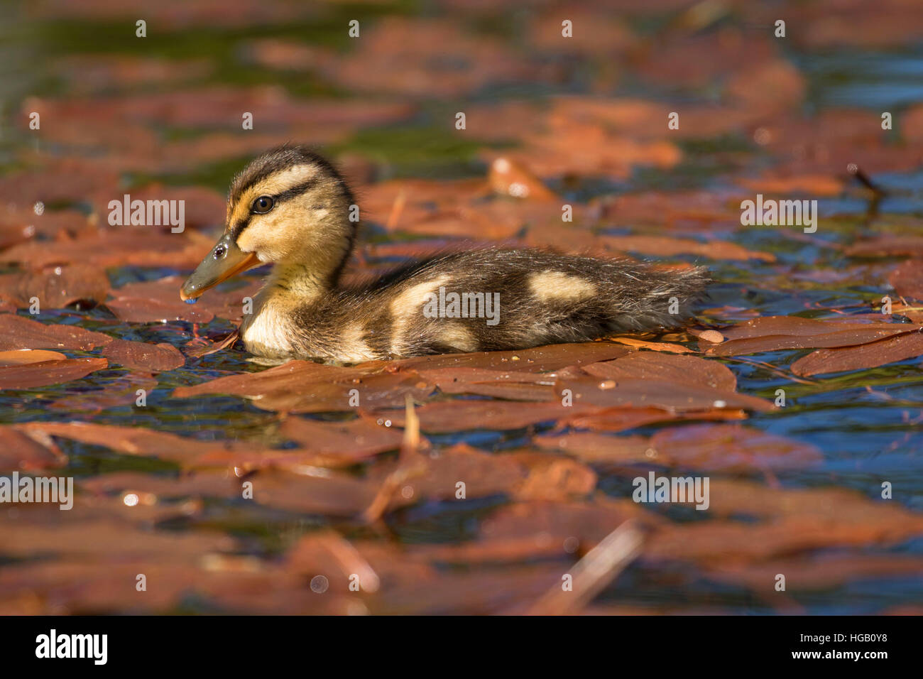 Mallard pulcino al Lago Hosmer, Cascade Lakes National Scenic Byway, Deschutes National Forest, Oregon Foto Stock