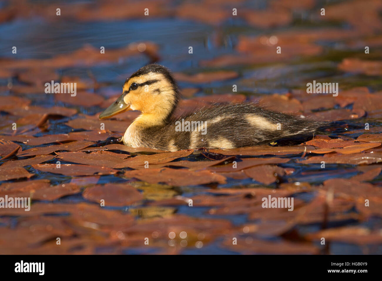 Mallard pulcino al Lago Hosmer, Cascade Lakes National Scenic Byway, Deschutes National Forest, Oregon Foto Stock