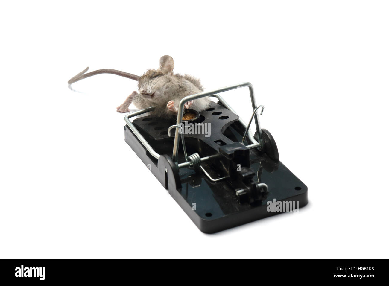 House mouse mus musculus, catturati e uccisi in una trappola a molla. Fotografato su uno sfondo bianco e preparati per cut-out. Foto Stock