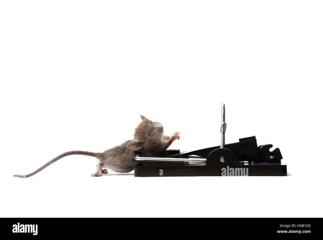 House mouse mus musculus, catturati e uccisi in una trappola a molla. Fotografato su uno sfondo bianco e preparati per cut-out. Foto Stock