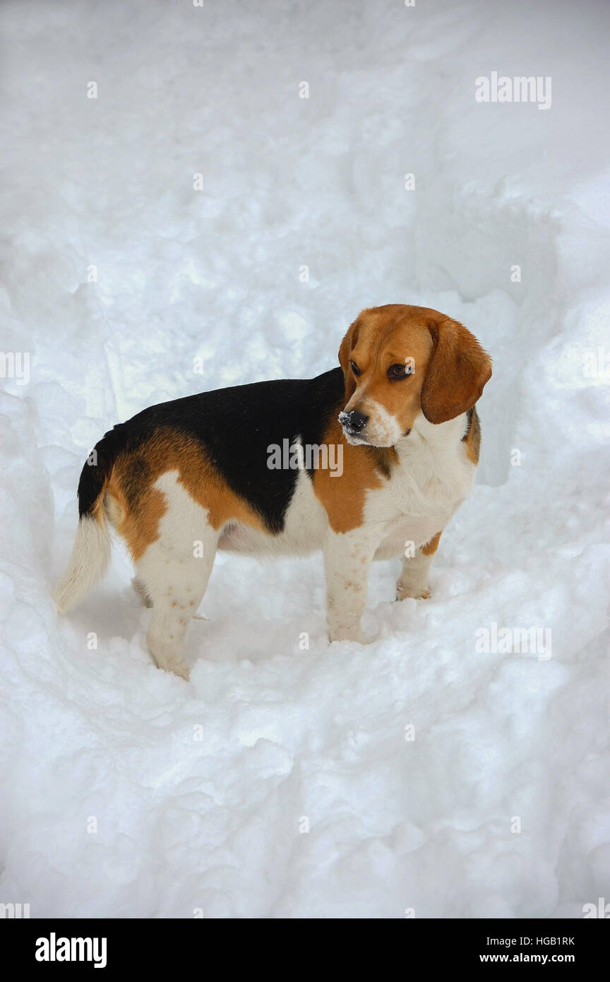 Beagel in giardino dopo la tempesta di neve Foto Stock