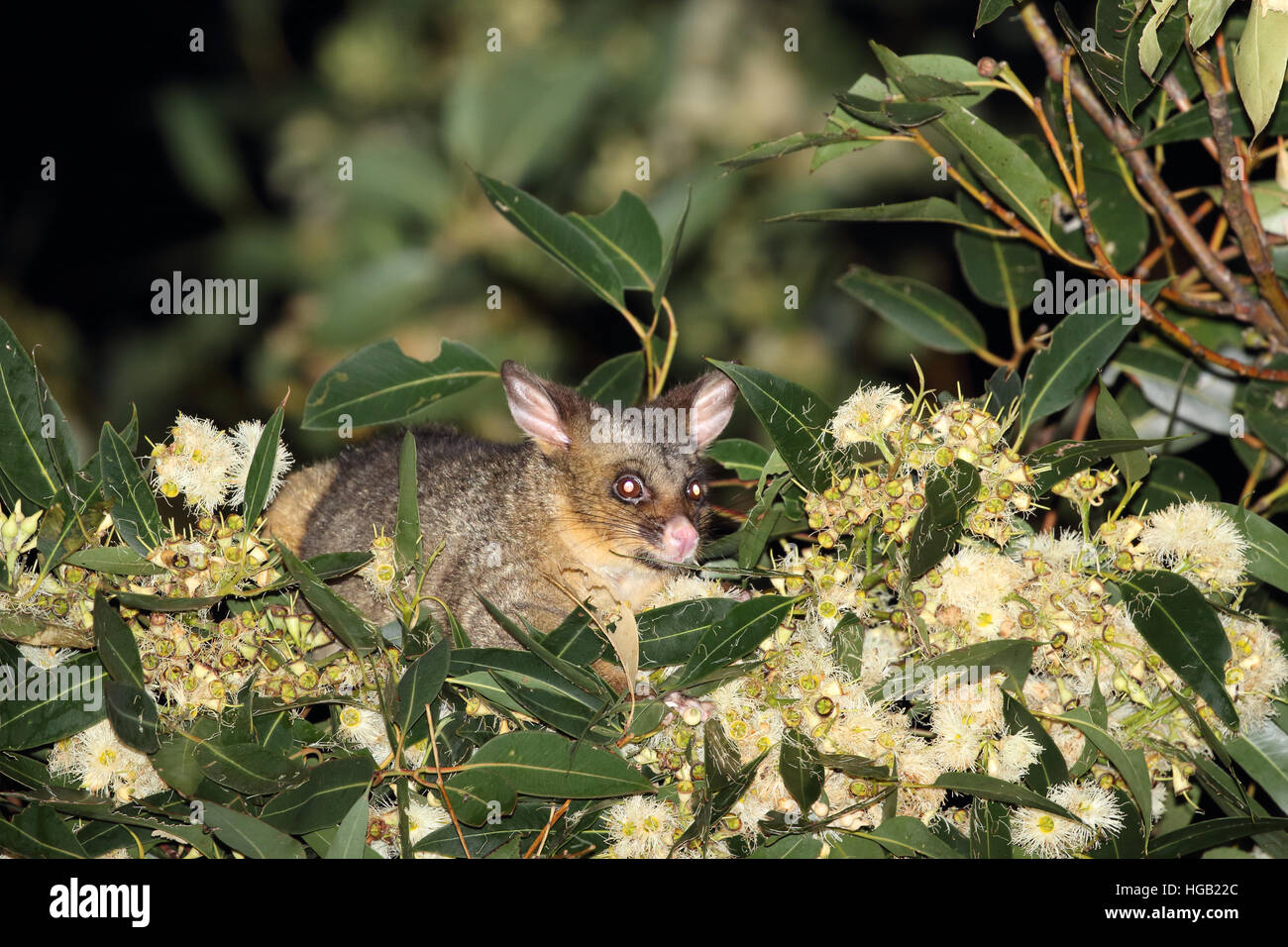 Common brushtail possum trichosurus volpetta alimentazione su BLOSSOM Foto Stock