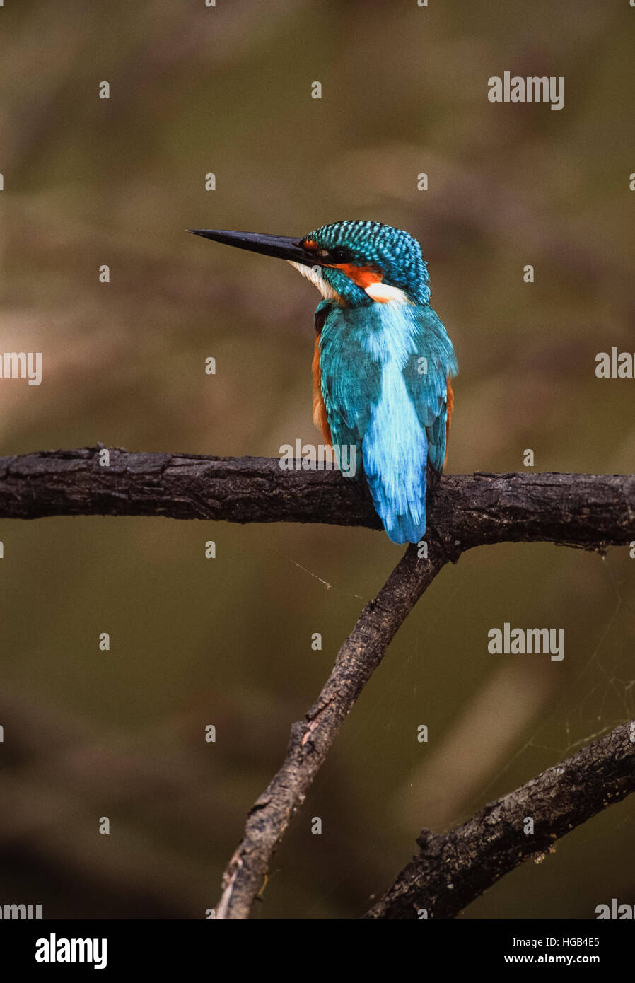 Martin Pescatore comune o Eurasian Kingfisher, (Alcedo atthis), appollaiato sul ramo,Hertforshire,l'Inghilterra,Regno Unito Foto Stock