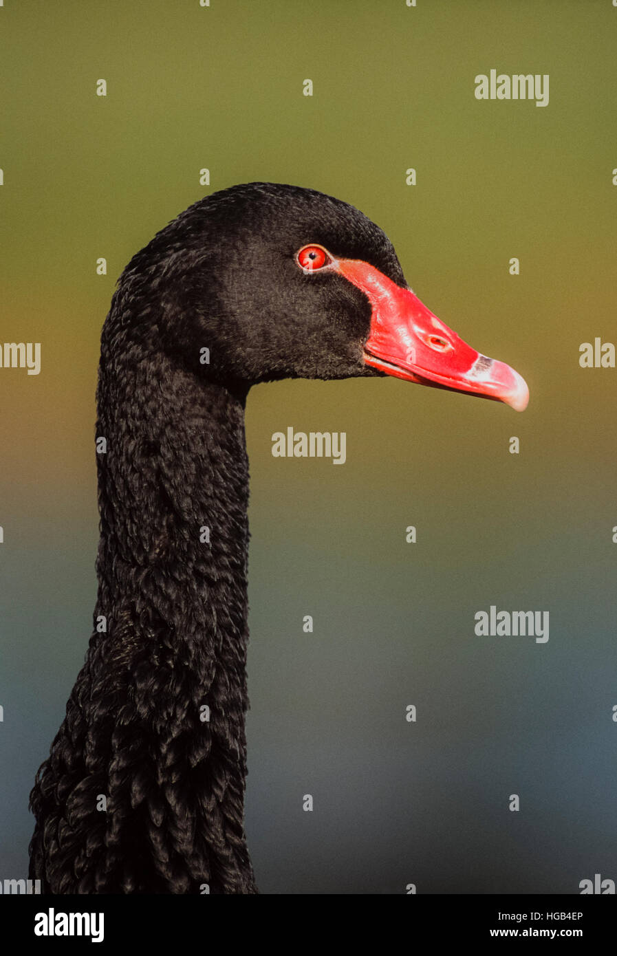 Black Swan,(Cygnus atratus), Nuovo Galles del Sud, Australia Foto Stock