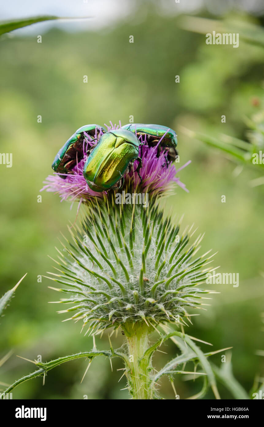 Primo piano di tre colorate di verde brillante coleotteri seduti su un germoglio di fiore e fiorisce in Bulgaria, Europa Foto Stock