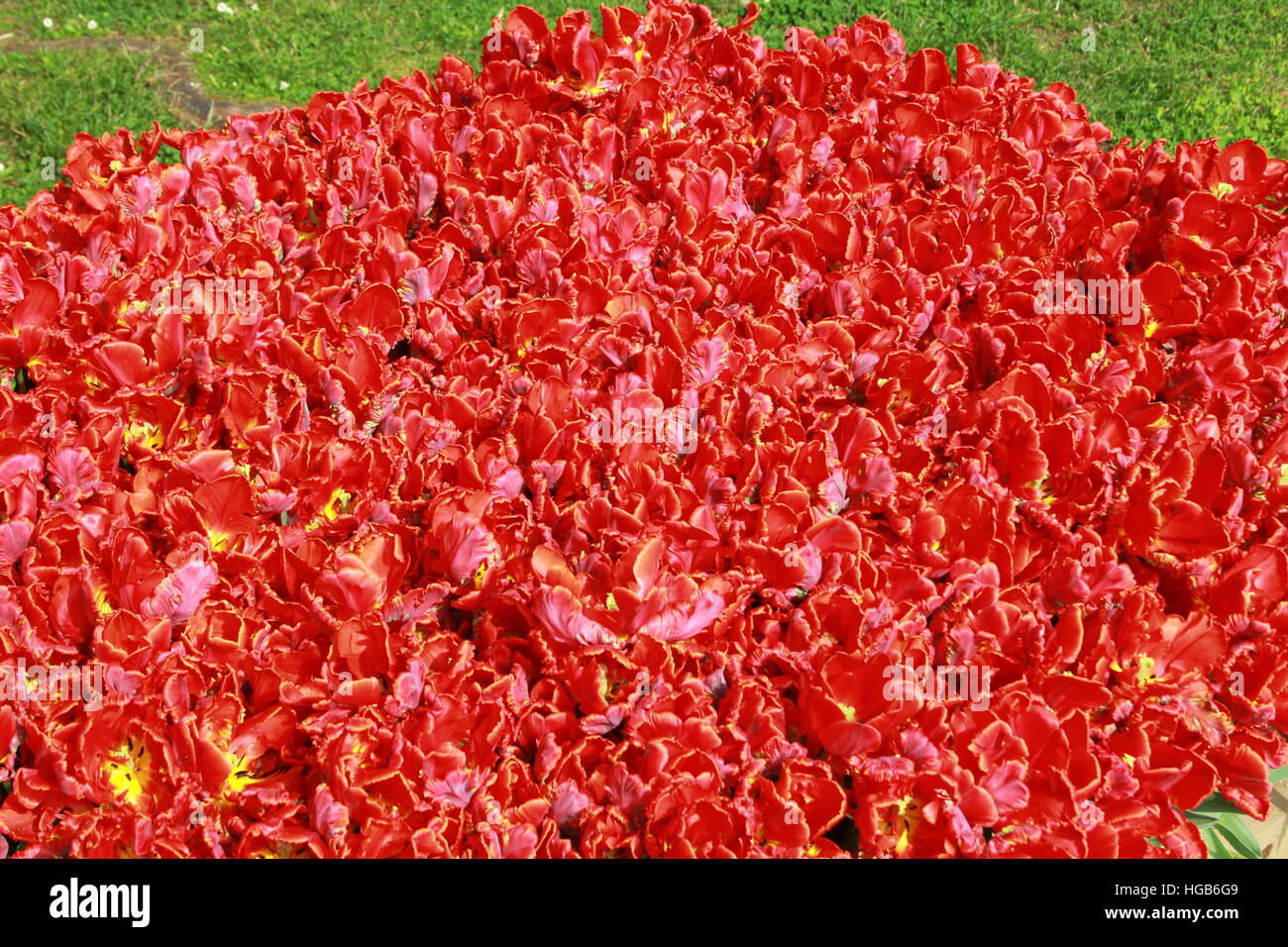 Campo di tulipani rossi con erba in background Foto Stock