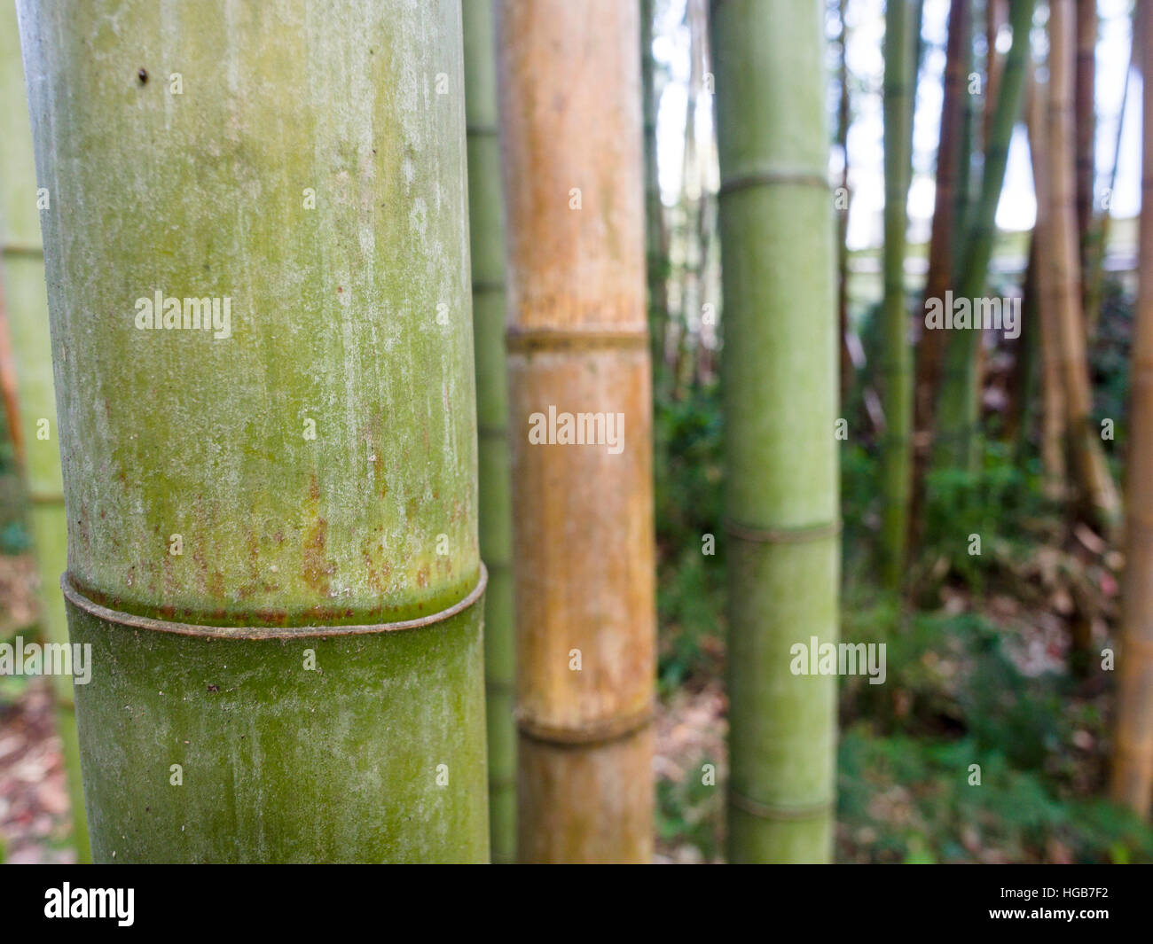 Tronco di un grande bambù verde. Dettaglio di uno stelo di bambù e un segmento break profondo in un boschetto di bambù, alcuni brown, alcuni verde. Il Jardim Jose do Canto, Foto Stock