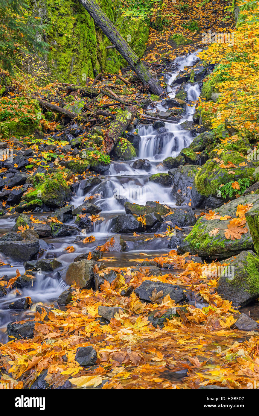 Stati Uniti d'America, Oregon, Columbia River Gorge National Scenic Area, fame Creek in autunno con caduto foglie di acero, rocce e Moss. Foto Stock