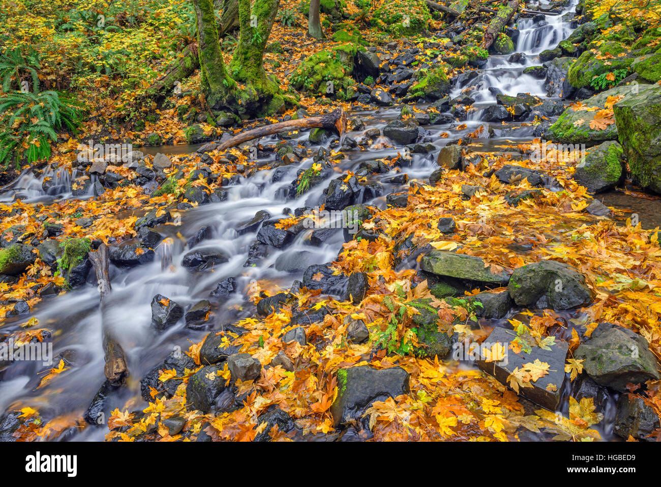 Stati Uniti d'America, Oregon, Columbia River Gorge National Scenic Area, fame Creek in autunno con caduto foglie di acero, rocce e Moss. Foto Stock