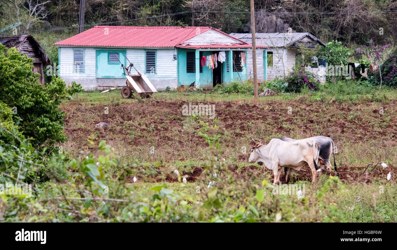 Fattoria rurale con buoi per arare i campi, Vinales, Cuba Foto Stock