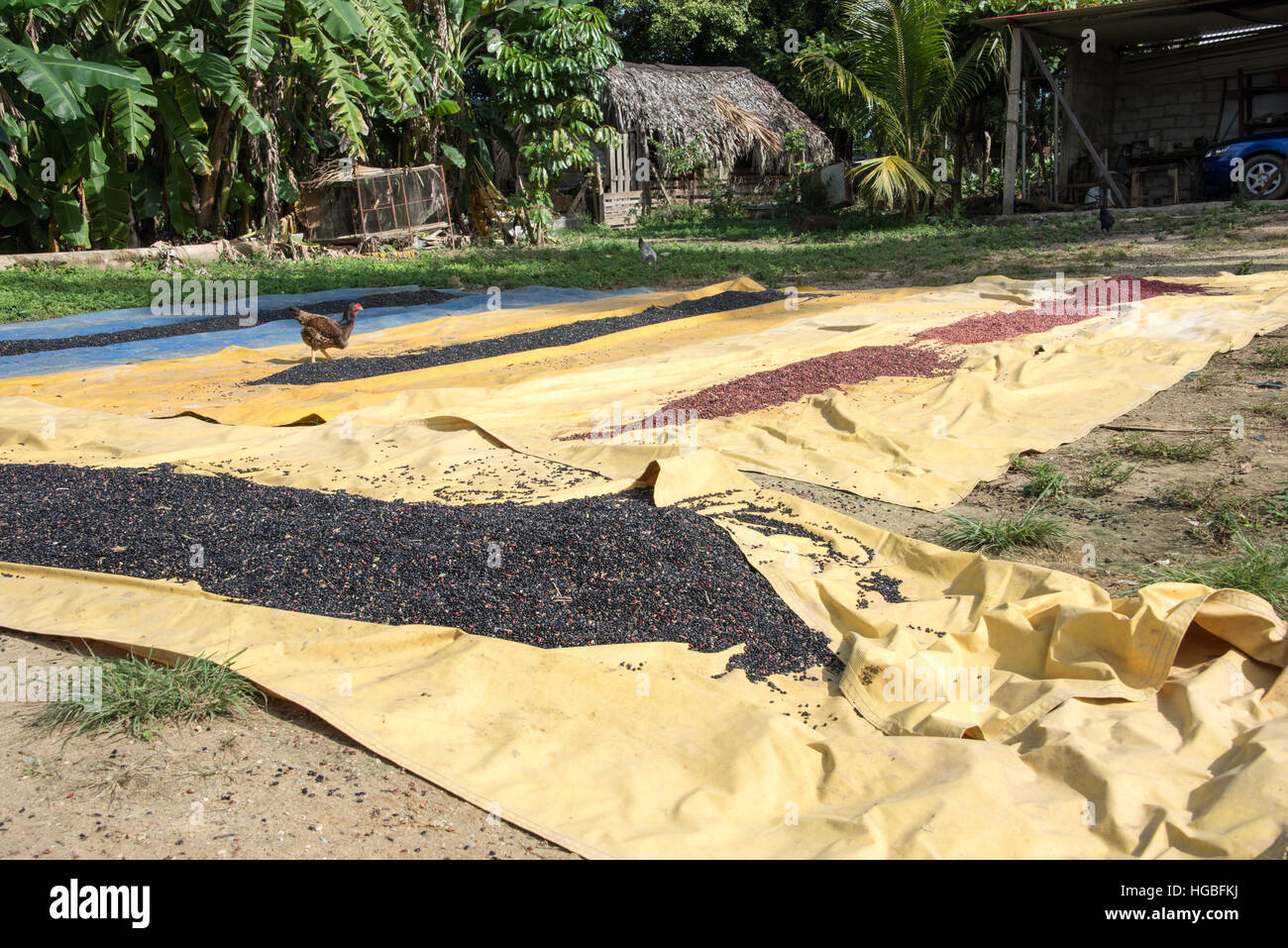 Fagioli neri di essiccazione al sole, Vinales, Cuba Foto Stock