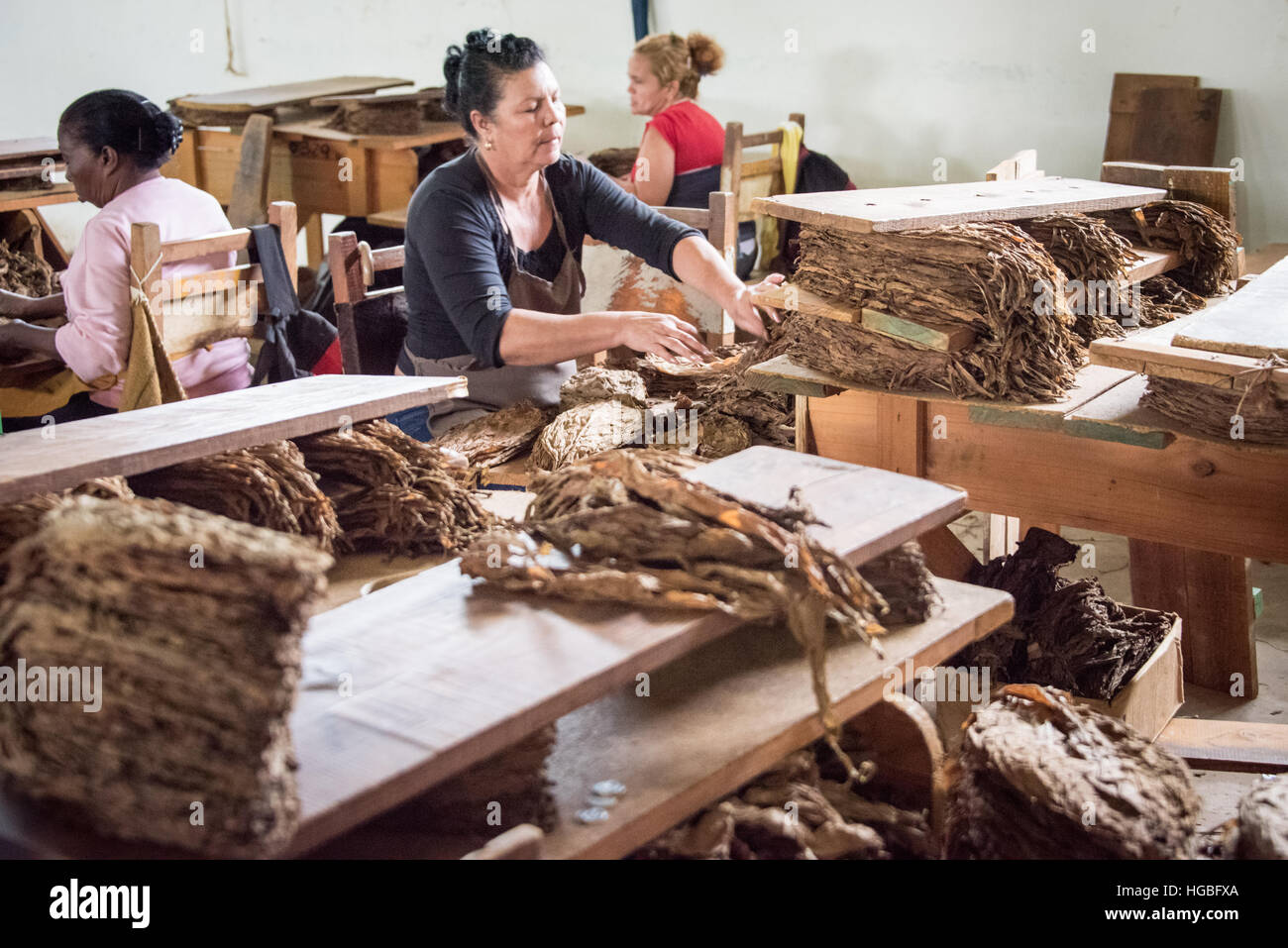 Ordinamento di foglie di tabacco, fabbrica di sigari, Vinales, Cuba Foto Stock