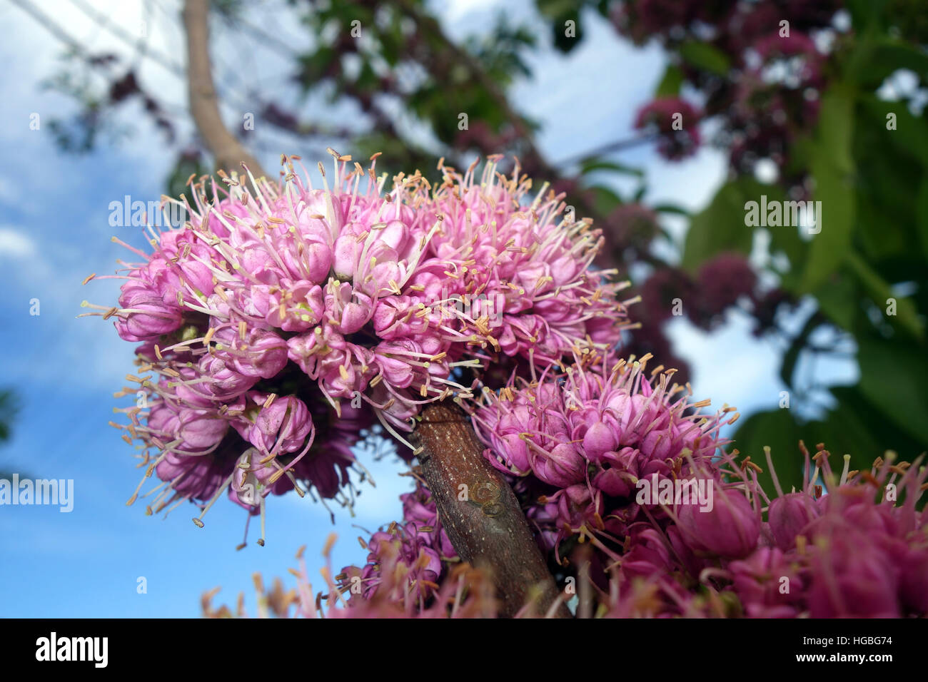 Fioritura Evodia rosa (Melicope elleryana) o corkwood, stabilimento alimentare dell'Ulisse butterfly, Edge Hill, Cairns, Queensland, Australia Foto Stock