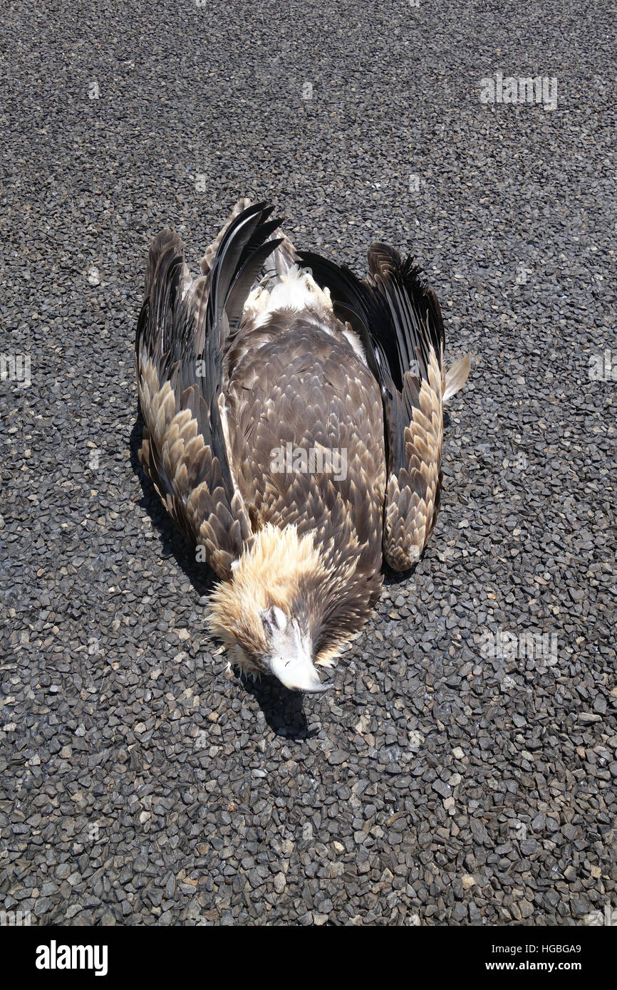Recentemente roadkilled cuneo-tailed eagle (Aquila audax) sul telecomando outback autostrada, a nord di Barcaldine, Queensland, Australia Foto Stock