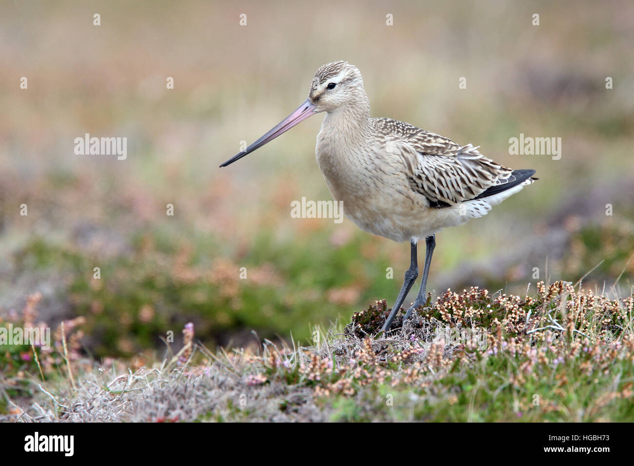 I capretti Bar-tailed Godwit (Limosa lapponica) su Mori a testa Gwennap, Cornwall, Inghilterra, Regno Unito. Foto Stock