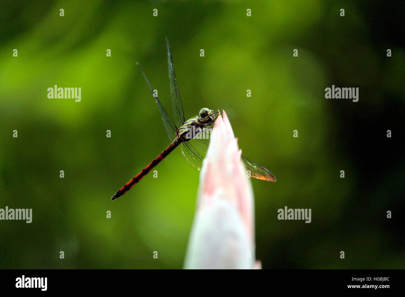 Appoggio Fly, dragon fly Foto Stock