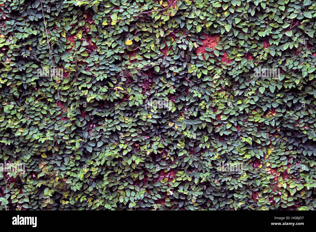 Modelli di verde Foto Stock