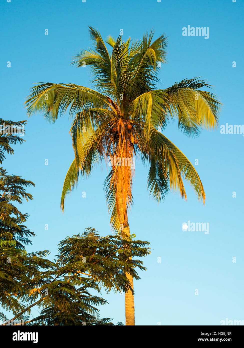 Coconut Palm tree a Dili, Timor orientale Foto Stock