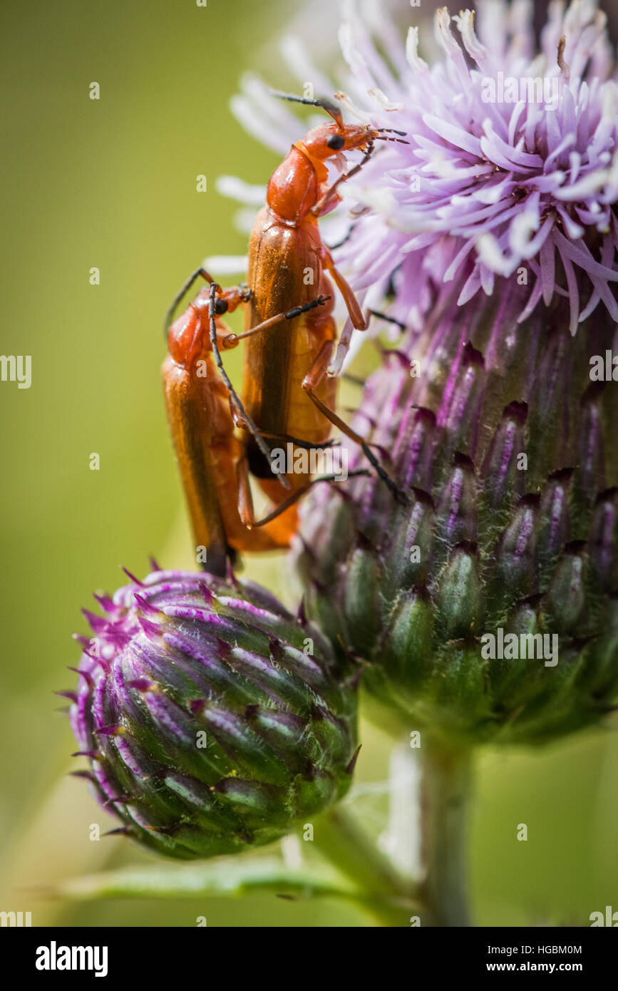 Rhagonycha fulva, rosso soldato coleotteri coniugata Foto Stock