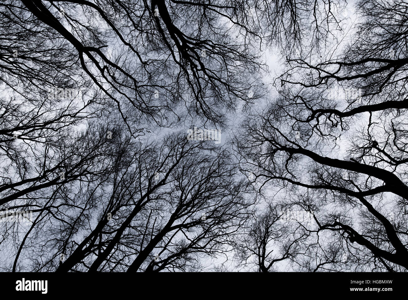 Tree Tops, foresta di faggio, senza foglie in inverno, Foto Stock