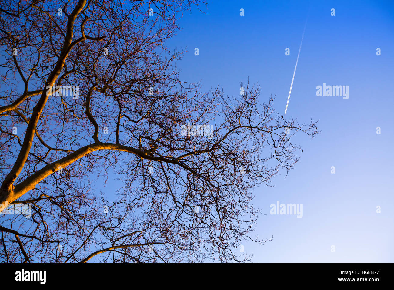 Ramo di albero sul cielo blu sullo sfondo. Foto Stock