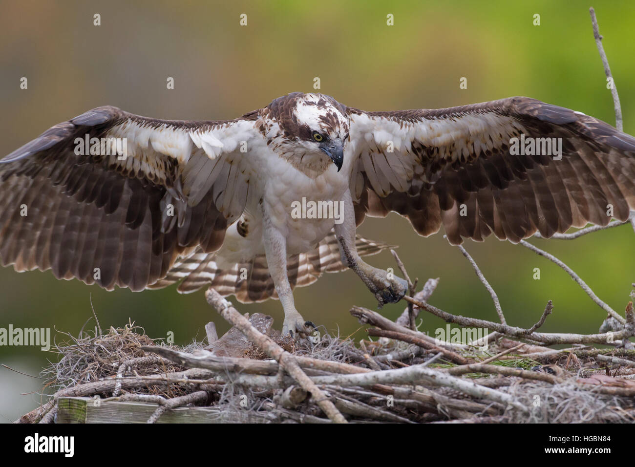 Adulto Osprey costruire un nido Foto Stock