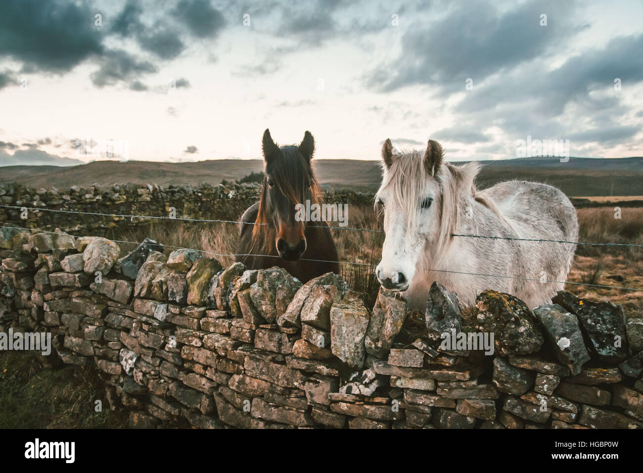 Due cavalli stand in un campo circondato da mura di pietra contro il suggestivo sfondo delle Pennines. Yorkshire, Inghilterra. Foto Stock