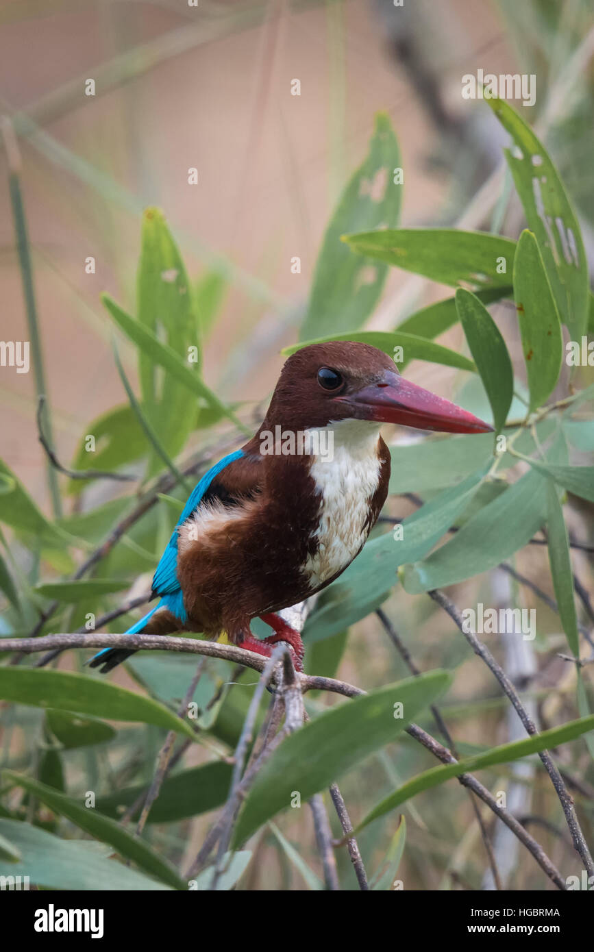 Il bianco-throated kingfisher (Halcyon smyrnensis) noto anche come il bianco-breasted kingfisher o Smirne kingfisher, Foto Stock