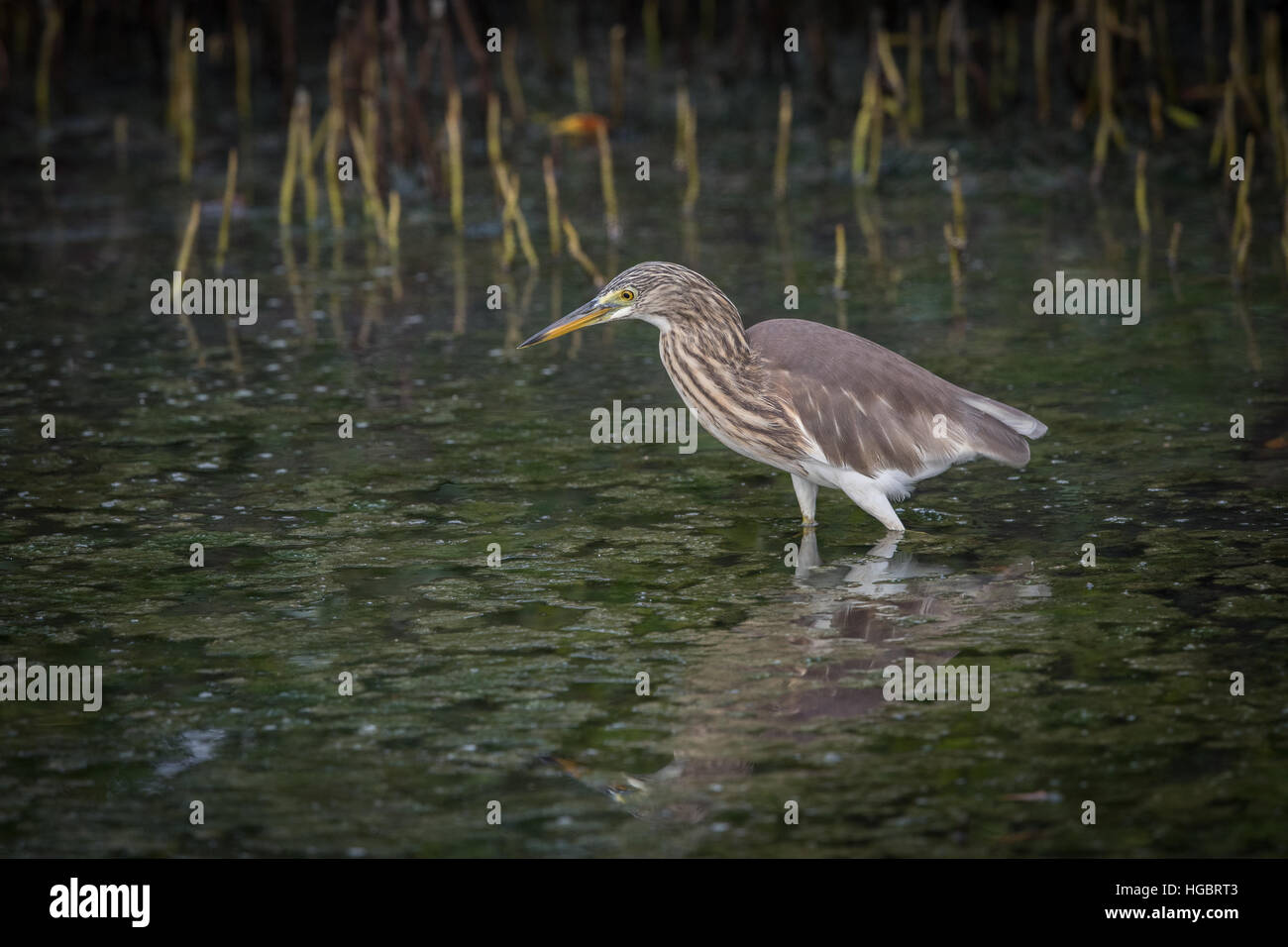 Il laghetto di cinese heron (Ardeola Bacco) è un oriente asiatico uccello di acqua dolce della famiglia di airone, (Ardeidi). Foto Stock