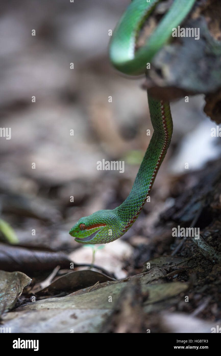 Maschio di Papa's pit viper, Trimeresurus popeorum popeorum, in Kaeng Krachan National Park, Thailandia. Foto Stock