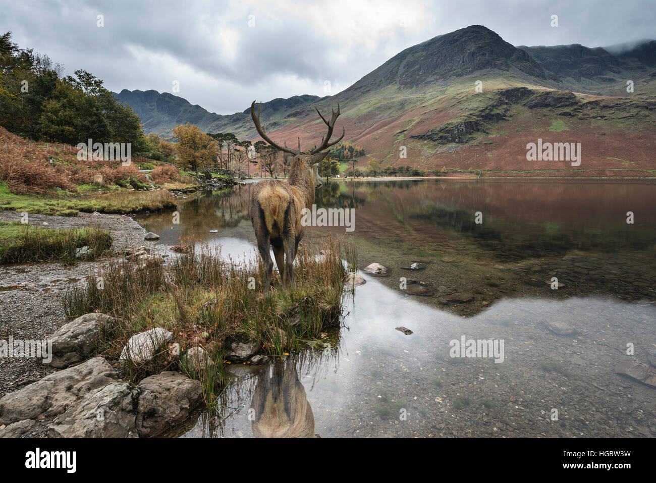 Le bellissime Red Deer cervo si affaccia sul lago verso il paesaggio di montagna nella scena di autunno Foto Stock