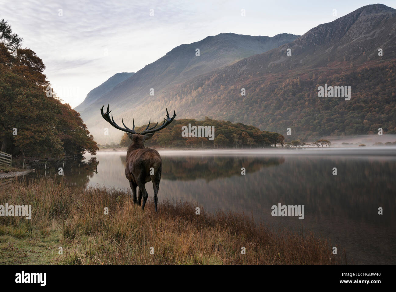 Le bellissime Red Deer cervo si affaccia sul lago verso il paesaggio di montagna nella scena di autunno Foto Stock
