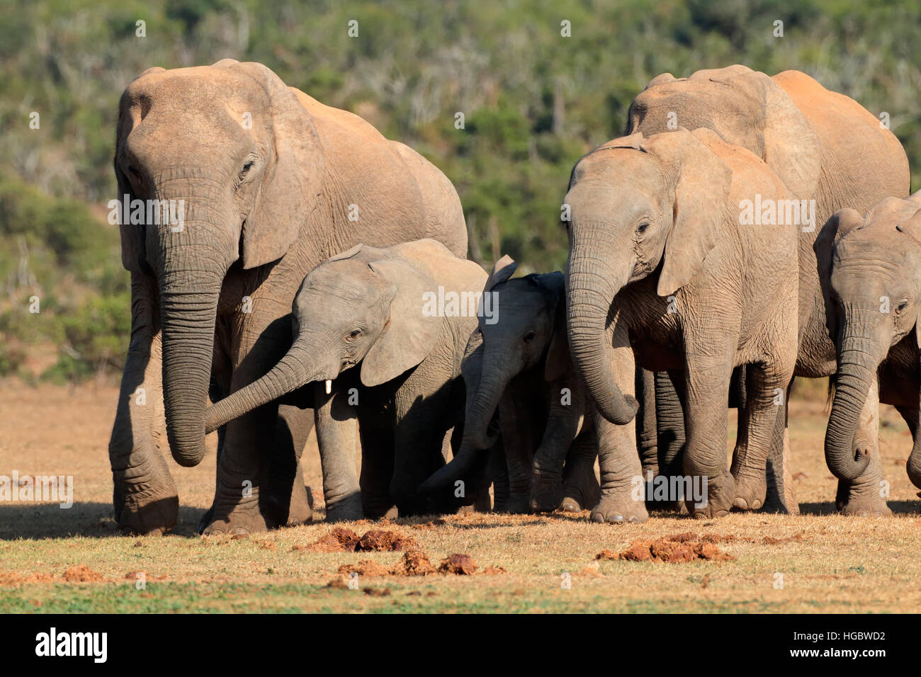 Branco di elefanti africani (Loxodonta africana) in habitat naturale, Addo Elephant National Park, Sud Africa Foto Stock
