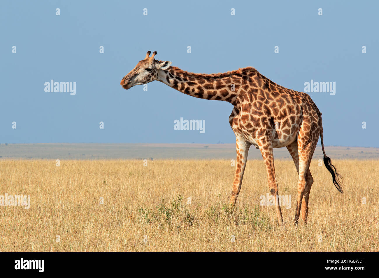 Masai giraffe (Giraffa camelopardalis tippelskirchi), il Masai Mara riserva nazionale, Kenya Foto Stock