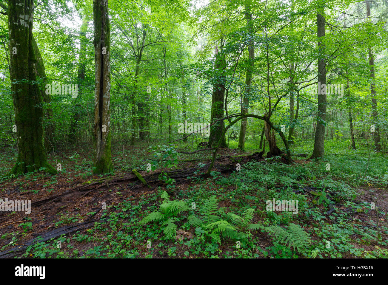 Naturale stand di latifoglie con alcuni vecchi alberi e felci,Bialowieza Forest,Polonia,l'Europa Foto Stock
