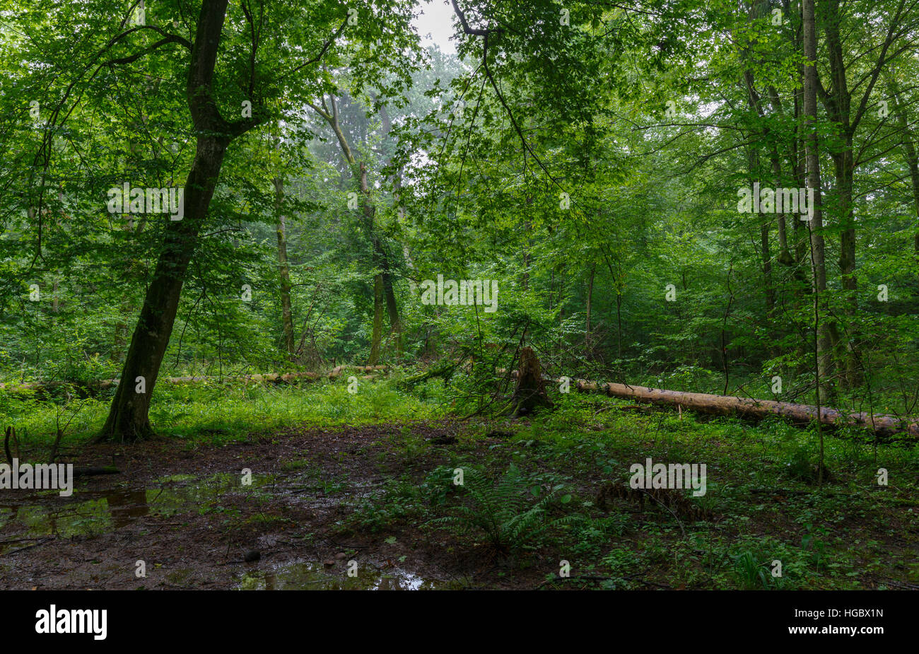Naturale stand di latifoglie con alcuni vecchi alberi e felci appena heavy rain dopo,Bialowieza Forest,Polonia,l'Europa Foto Stock