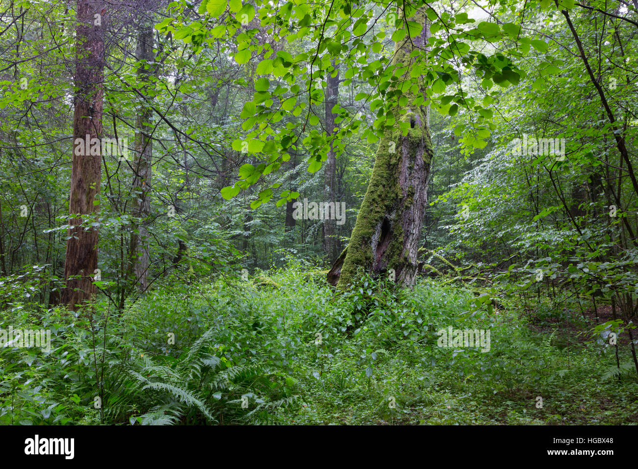 Decidui naturale stand della foresta di Bialowieza con alcuni vecchi alberi e felci,Bialowieza Forest,Polonia,l'Europa Foto Stock