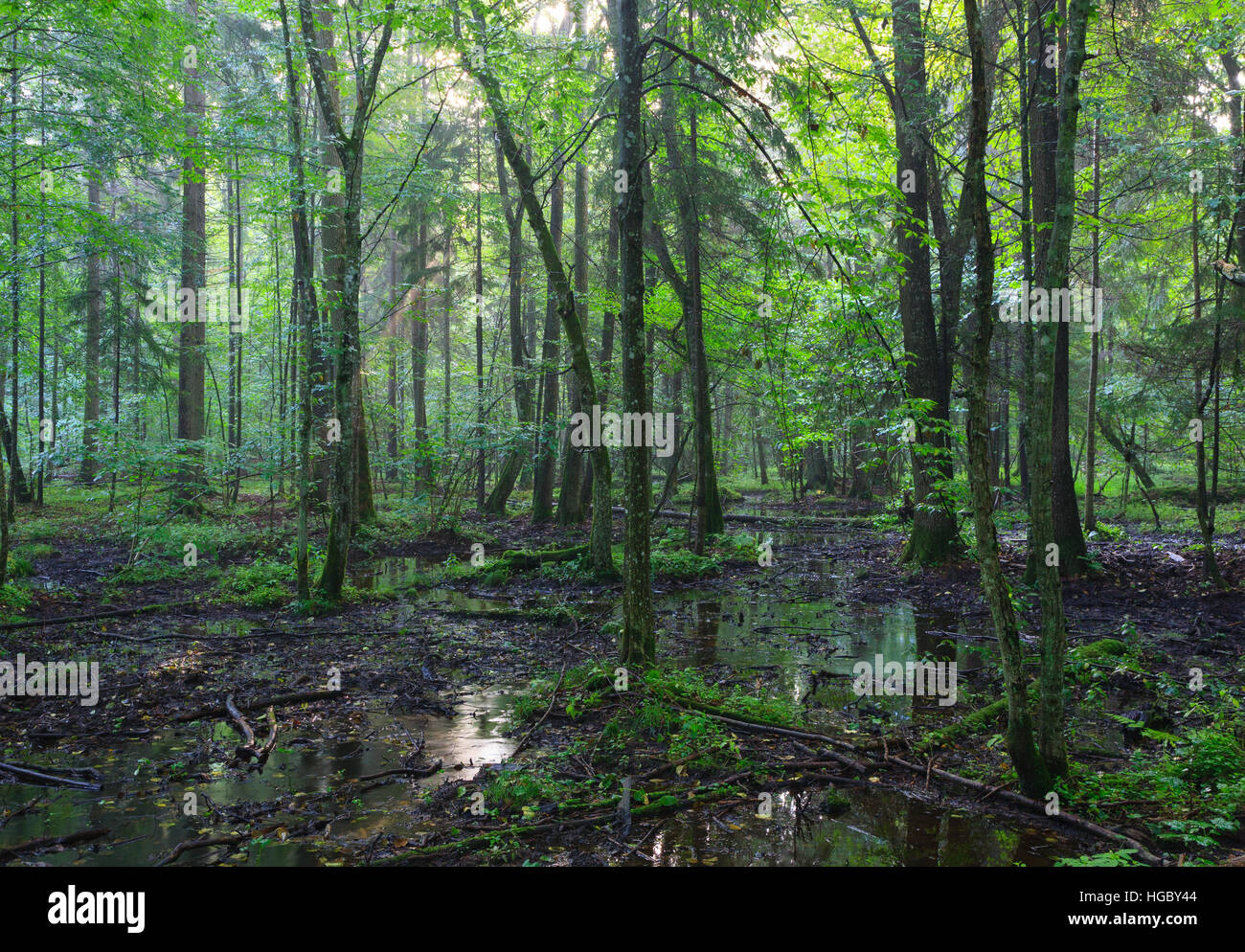 La mattina presto in stand di latifoglie della foresta di Bialowieza e acqua stagnante intorno, foresta di Bialowieza, Polonia, Europa Foto Stock
