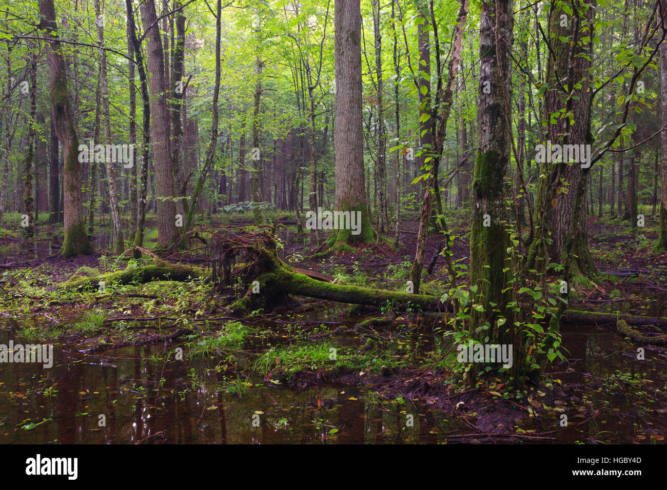 La mattina presto in stand di latifoglie e di stare in piedi acqua intorno,Bialowieza Forest,Polonia,l'Europa Foto Stock