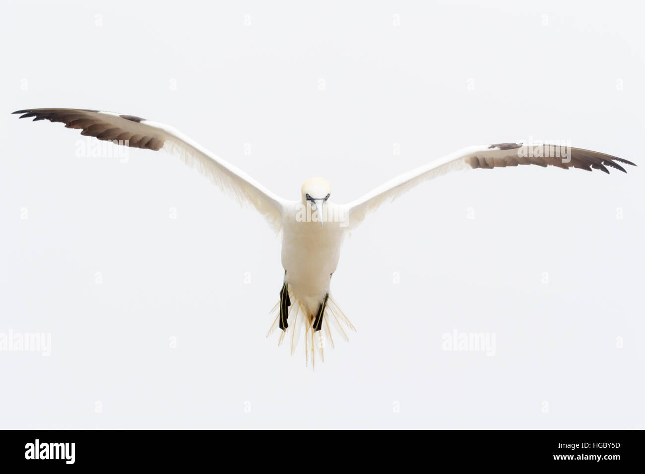 Northern Gannet (Morus bassanus) battenti contro il cielo bianco, grande Saltee, Isole Saltee, Irlanda. Foto Stock