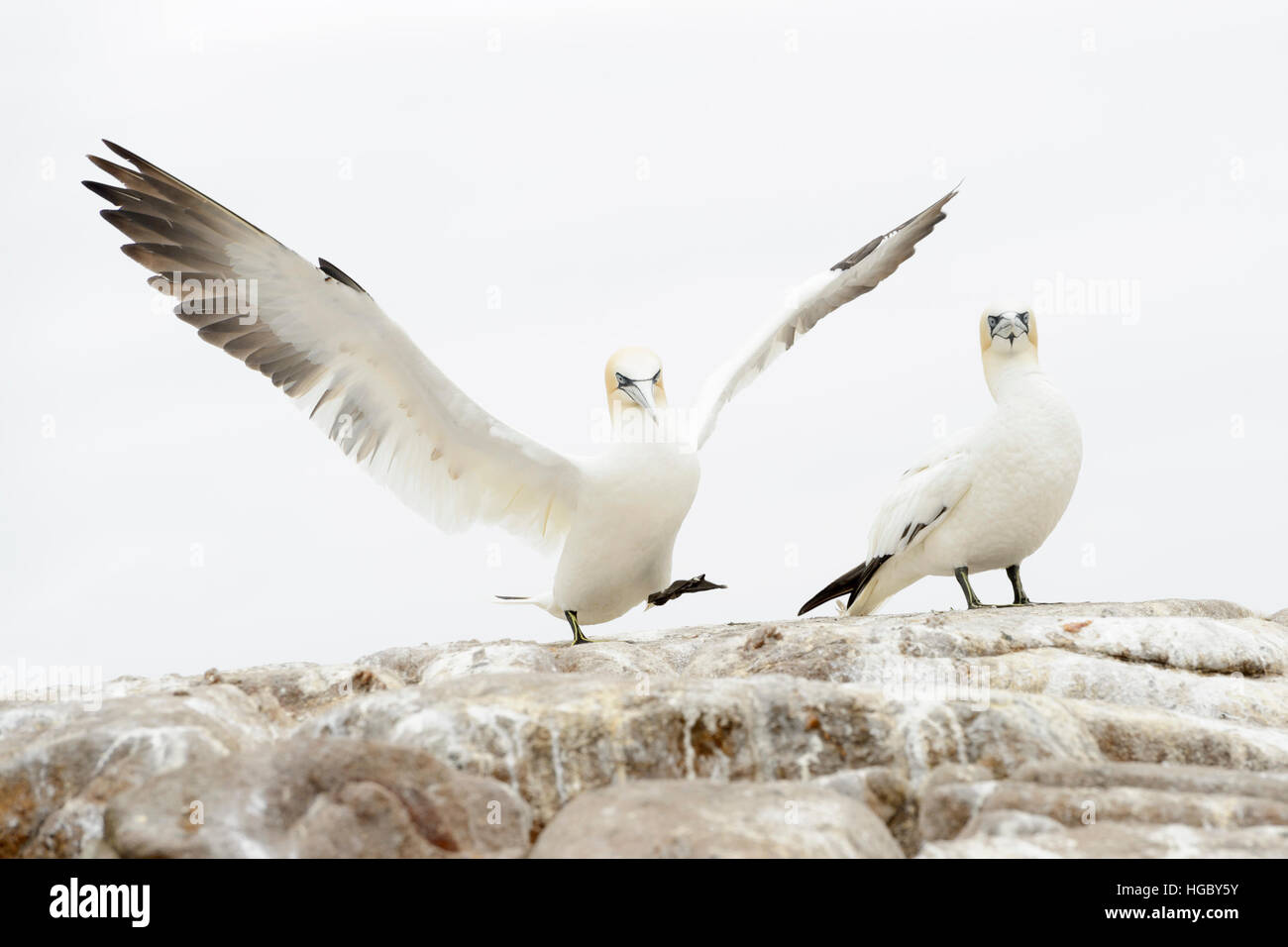 Northern Gannet (Morus bassanus) in atterraggio a Gannett colonia su grande Saltee, Isole Saltee, Irlanda. Foto Stock