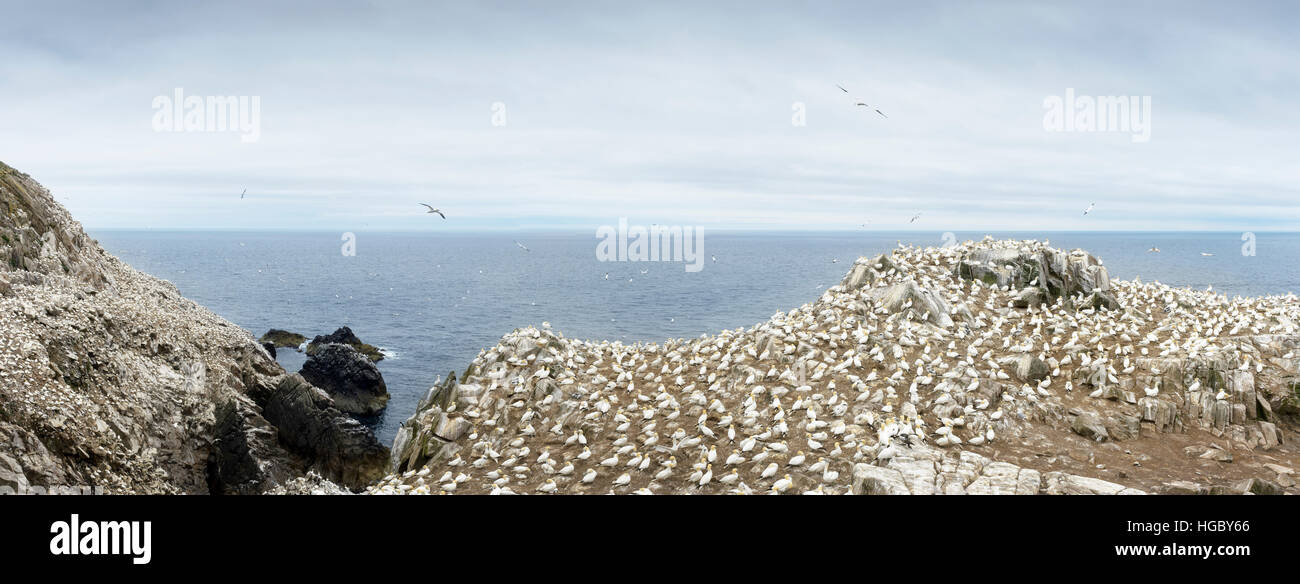 Panorama di Northern Gannet (Morus bassanus) Colonia, in volo e di nidificazione sugli scogli, Isole Saltee, Irlanda Foto Stock