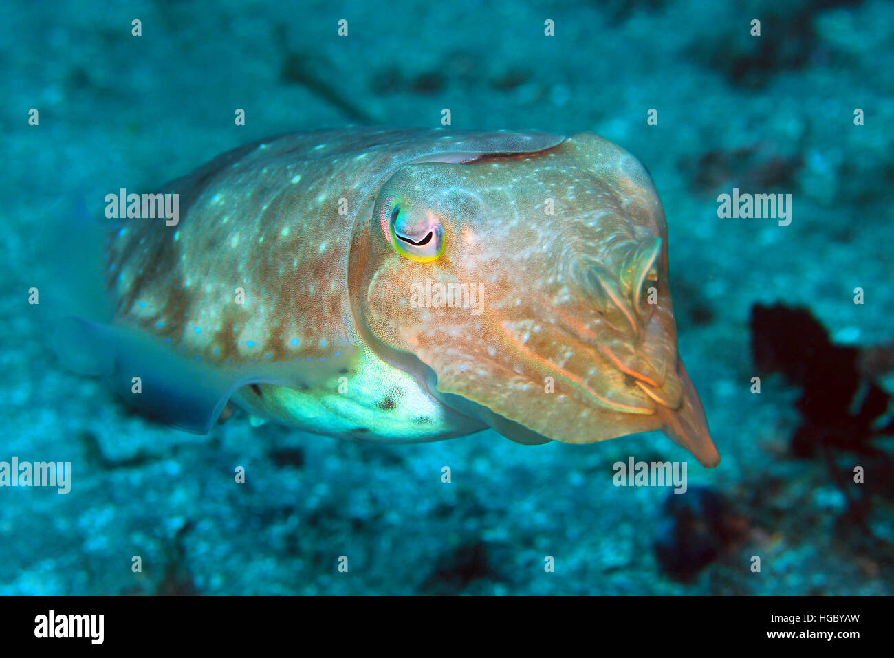 Broadclub Seppie (Sepia Latimanus). Padang Bai, Bali, Indonesia Foto Stock