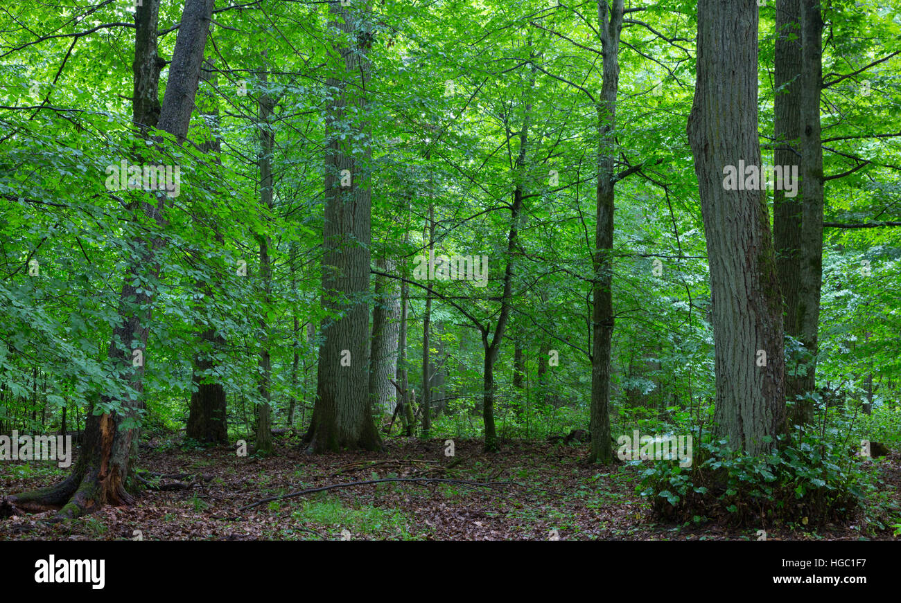 Primordiale stand decidui di foresta naturale in estate con enormi rotto il ramo di quercia in primo piano, foresta di Bialowieza,Polonia,l'Europa Foto Stock