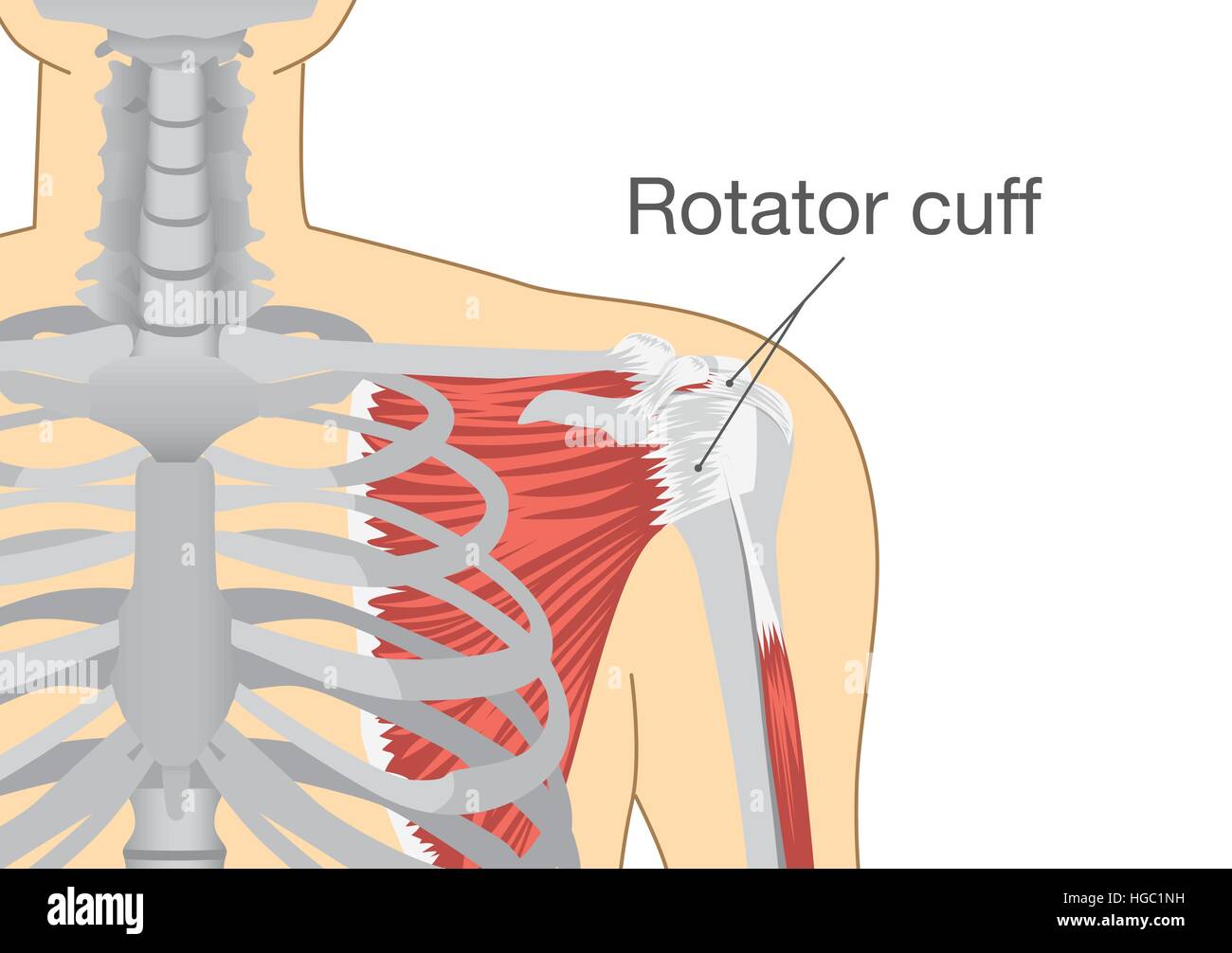 Muscoli e tendini della spalla è chiamato della cuffia dei rotatori. Illustrazione Vettoriale