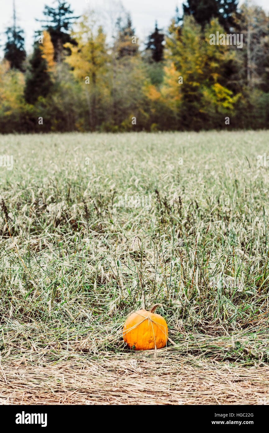 Un singolo intaglio arancione zucca in un campo di segale con alberi sempreverdi e a foglia caduca in background in autunno o in autunno Foto Stock