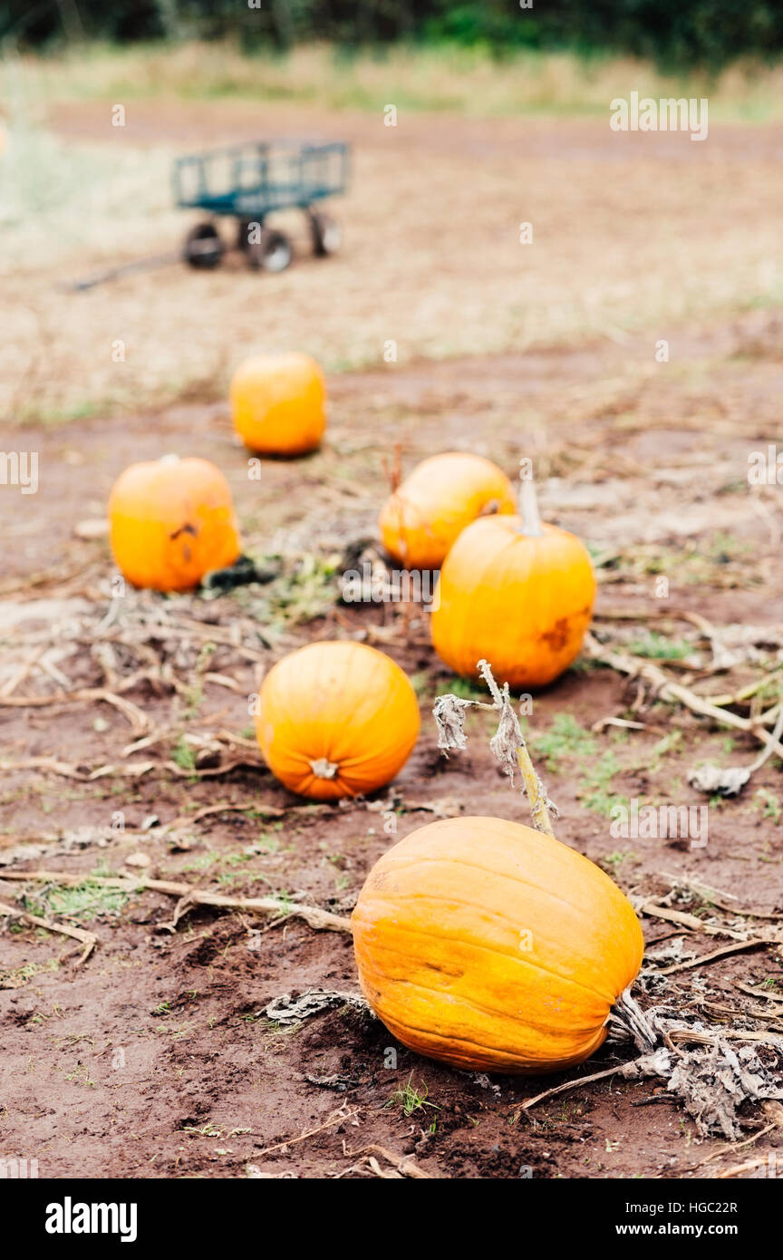 Sei grandi orange carving zucche in un campo fangoso a pumpkin patch con un metallo verde carro o il carrello in background Foto Stock