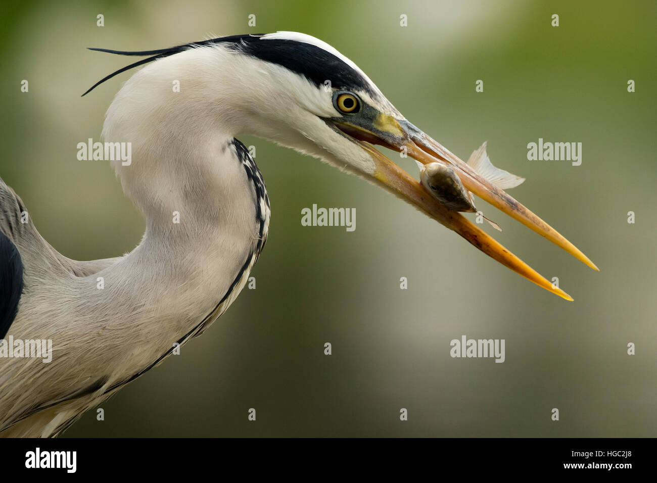 Airone cinerino (Ardea cinerea) pescare un pesce Foto Stock