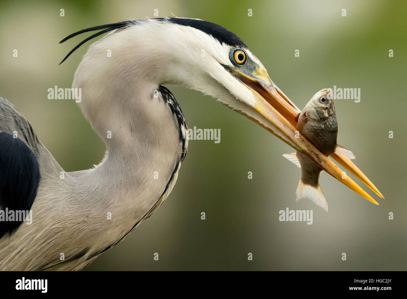 Airone cinerino (Ardea cinerea) pescare un pesce Foto Stock